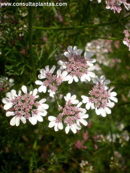 Coriandrum sativum o Cilantro | Cuidados