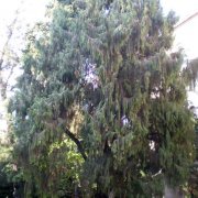 Cupressus funebris