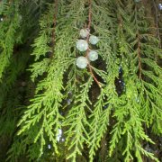 Cupressus funebris