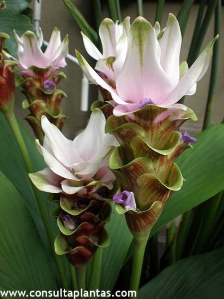 Curcuma alismatifolia or Siam tulip | Care and Growing