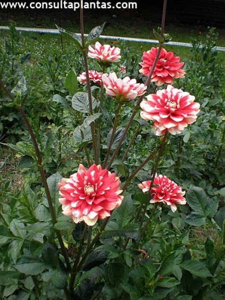 Dahlia pinnata, Flor de garza o Dalia | Cuidados