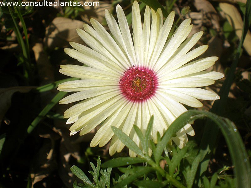 Dorotheanthus bellidiformis or Livingstone daisy Care and Growing