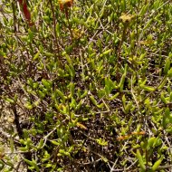 Drosanthemum bicolor