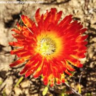Drosanthemum bicolor