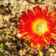 Drosanthemum bicolor