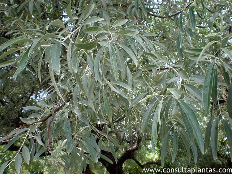 Elaeagnus angustifolia o Árbol del paraíso | Cuidados