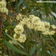 Eucalyptus oleosa