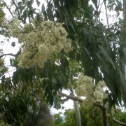 Eucalyptus torelliana