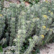Euphorbia coerulescens