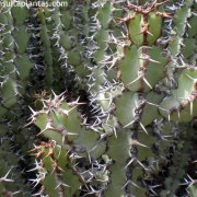 Euphorbia coerulescens
