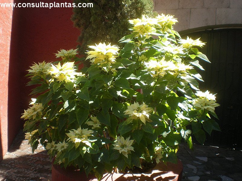 Euphorbia pulcherrima o Flor de Pascua