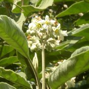 Solanum umbellatum