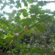 Solanum rudepannum