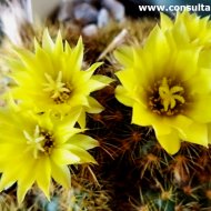 Frailea pumila
