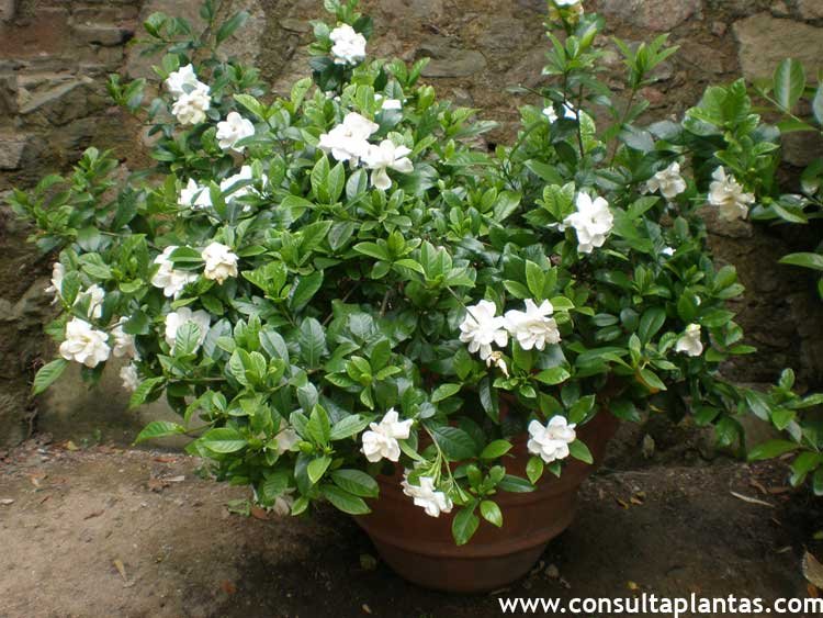 Gardenia jasminoides o Gardenia | Cuidados