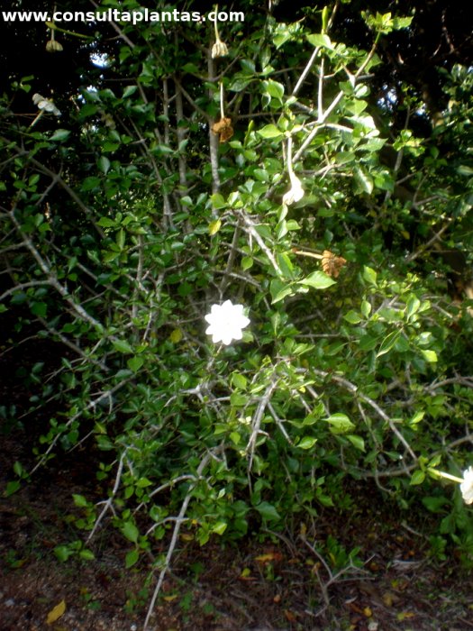 Gardenia thunbergia o Gardenia silvestre | Cuidados