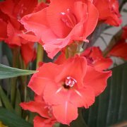 Gladiolus x gandavensis