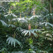 Hedychium coccineum