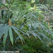 Hedychium coccineum