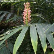 Hedychium coccineum