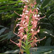 Hedychium coccineum