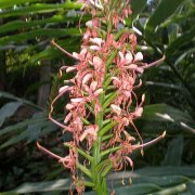 Hedychium coccineum