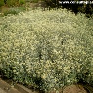 Helichrysum crispum
