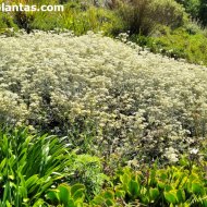 Helichrysum crispum