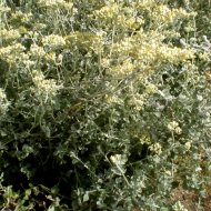 Helichrysum crispum