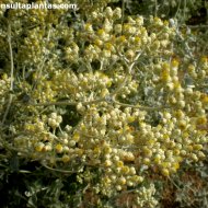 Helichrysum crispum