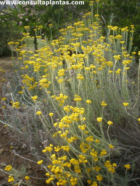 Helichrysum splendidum o Siempreviva | Cuidados