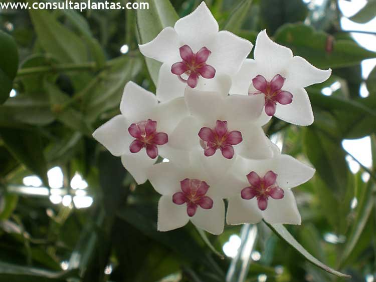 Hoya bella o Flor de cera enana | Cuidados