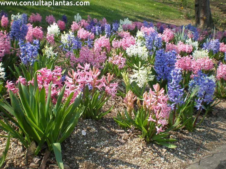 Hyacinthus orientalis o Jacinto común | Cuidados
