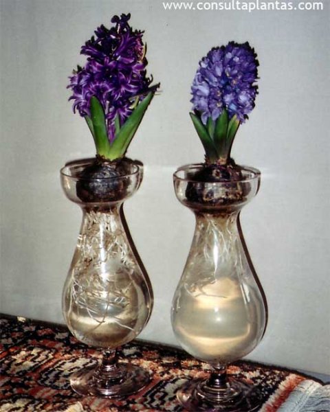 Hyacinthus orientalis o Jacinto común | Cuidados