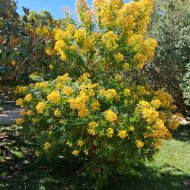 Hypericum canariense