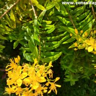 Hypericum canariense