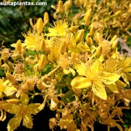 Hypericum canariense