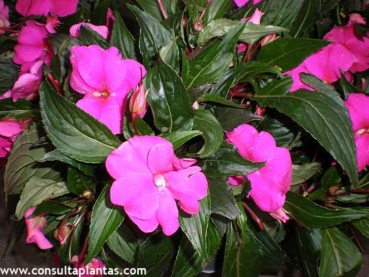 Impatiens hawkeri or New Guinea impatiens | Care and Growing