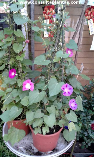 Campanilla morada (Ipomea purpurea) orgánica semillas