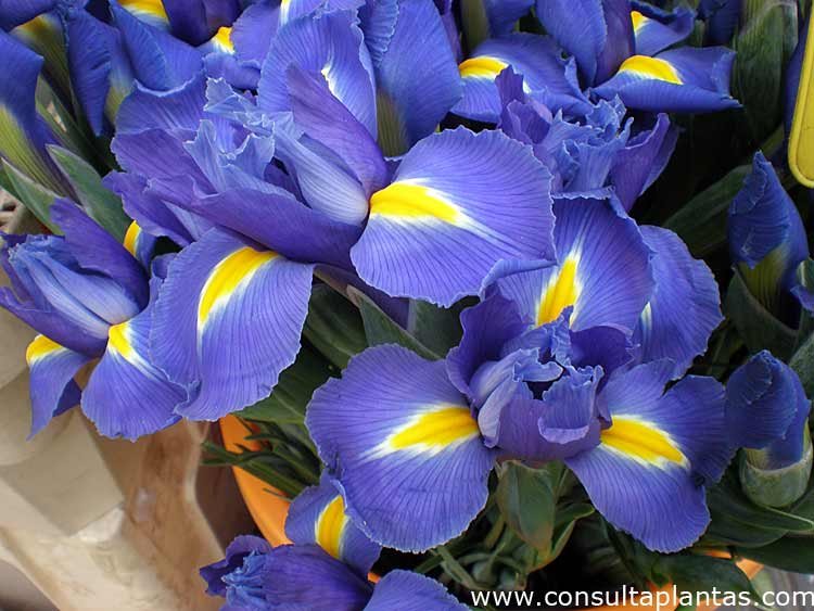 Iris xiphium o Lirio de España | Cuidados
