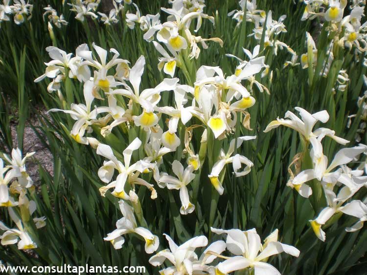 Iris orientalis o Lirio blanco | Cuidados
