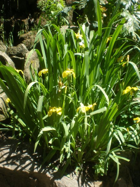 Iris pseudacorus o Lirio amarillo | Cuidados