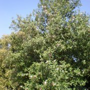 Lagunaria patersonii