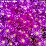 Lampranthus falcatus
