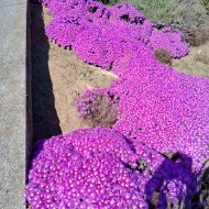 Lampranthus falcatus