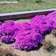 Lampranthus falcatus