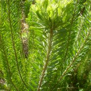 Leucadendron galpinii