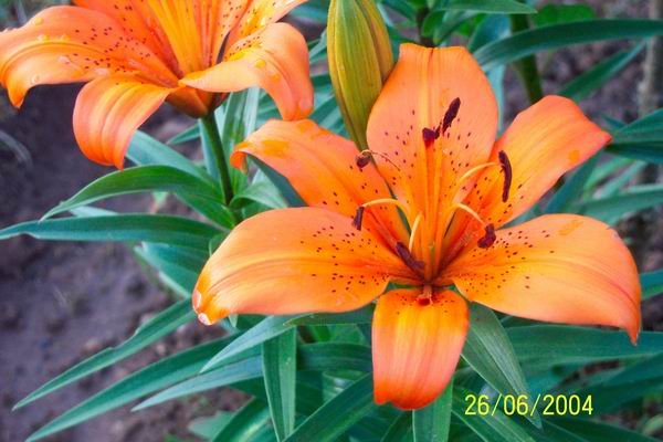 Lilium bulbiferum o Azucena anaranjada | Cuidados