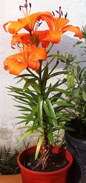 Lilium bulbiferum o Azucena anaranjada | Cuidados