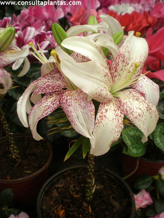 Lilium orientalis o Azucena | Cuidados